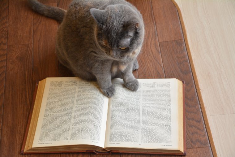 reading_cat